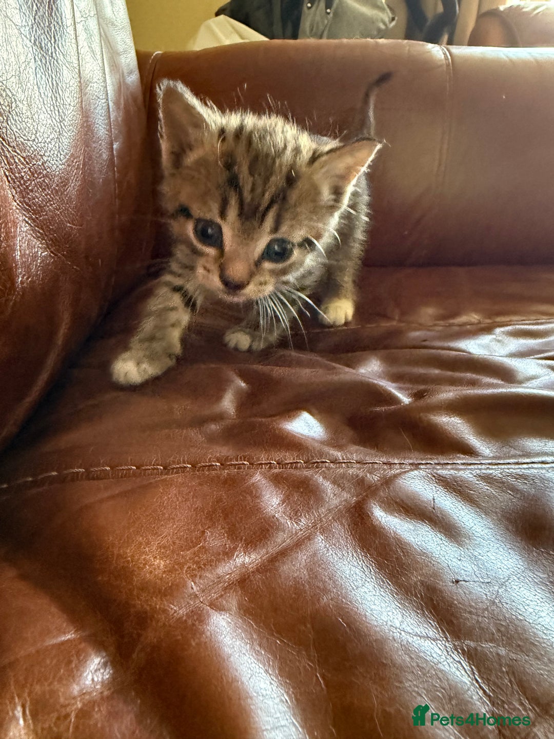 Domestic Shorthair cats for sale: 3 tabby 2 ginger - Image 8