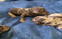 Cockapoo dogs for sale: Cockapoo puppies - Image 27