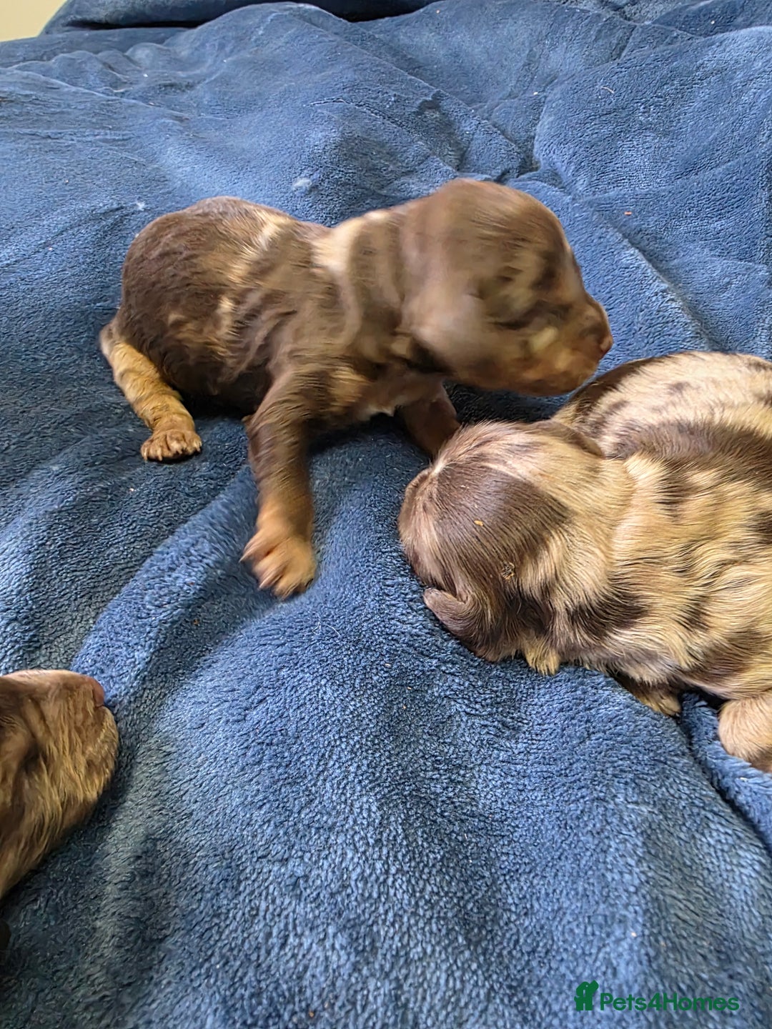 Cockapoo dogs for sale: Cockapoo puppies - Image 27