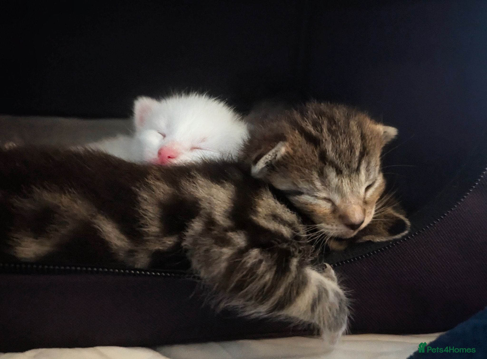 Mixed Breed cats 4 Beautiful kittens looking forever homes - Advert 1