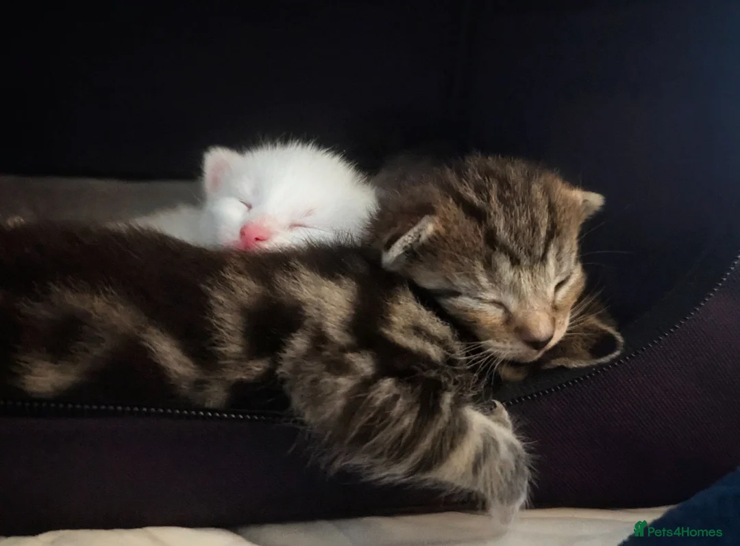 Mixed Breed cats for sale: 4 Beautiful kittens looking forever homes - Advert 1