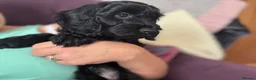 Cockapoo dogs for sale: *READY TO LE F1 cockapoo-health tested parents - Advert 12