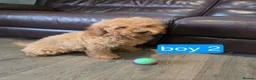 Cavapoo dogs for sale: Adorable F1B Cavapoo puppies for sale  - Advert 16