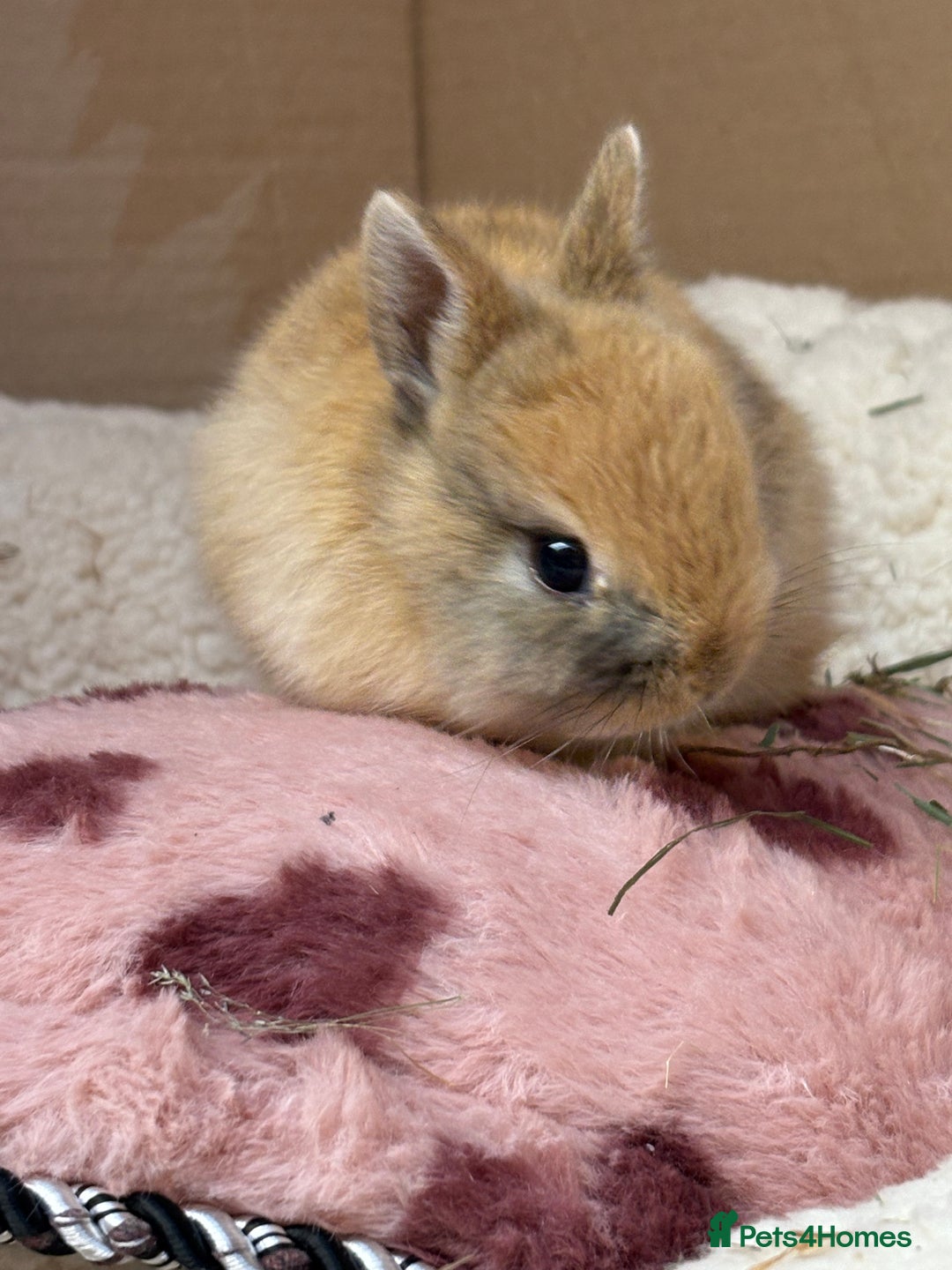 Netherland Dwarf rabbits for sale: Pure bred Netherland dwarf (vaccinated) - Advert 1