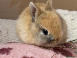 Netherland Dwarf rabbits Pure bred Netherland dwarf (vaccinated) - Advert 1