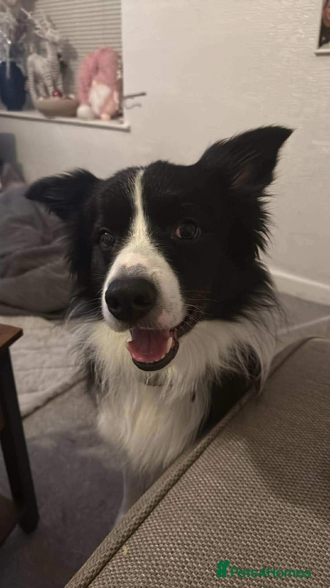 Border Collie dogs for sale: 3 year old male border collie - Advert 1