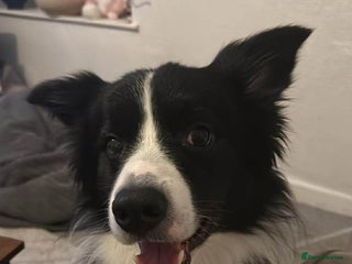 Border Collie dogs 3 year old male border collie - Advert 1