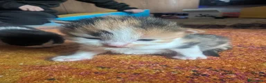 Mixed Breed Kitten 3 calico