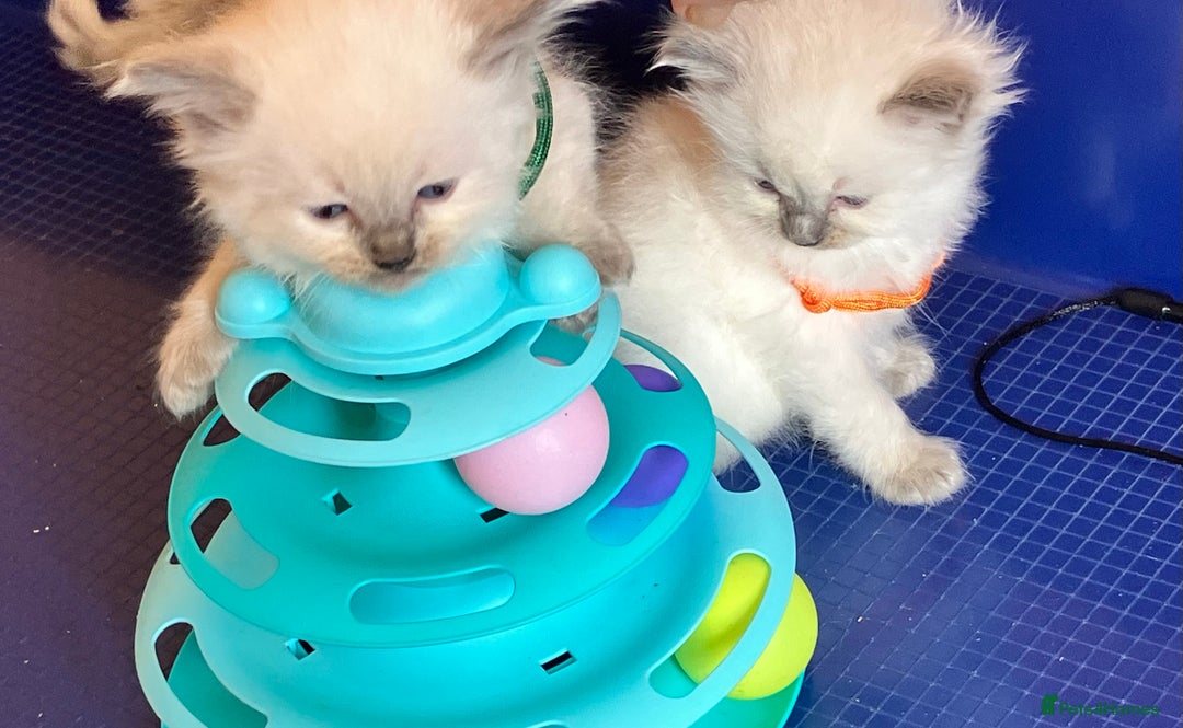 Ragdoll cats for sale: GCCF registered ChampionBloodline 5GENpedigree BSH - Image 14