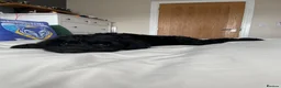 Cockapoo dogs for sale: Health tested, fully vaccinated, F1 Toy cockapoos - Advert 24