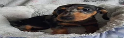 Miniature Dachshund dogs for sale: Stunning Dachshund pups *Ready now* - Advert 29