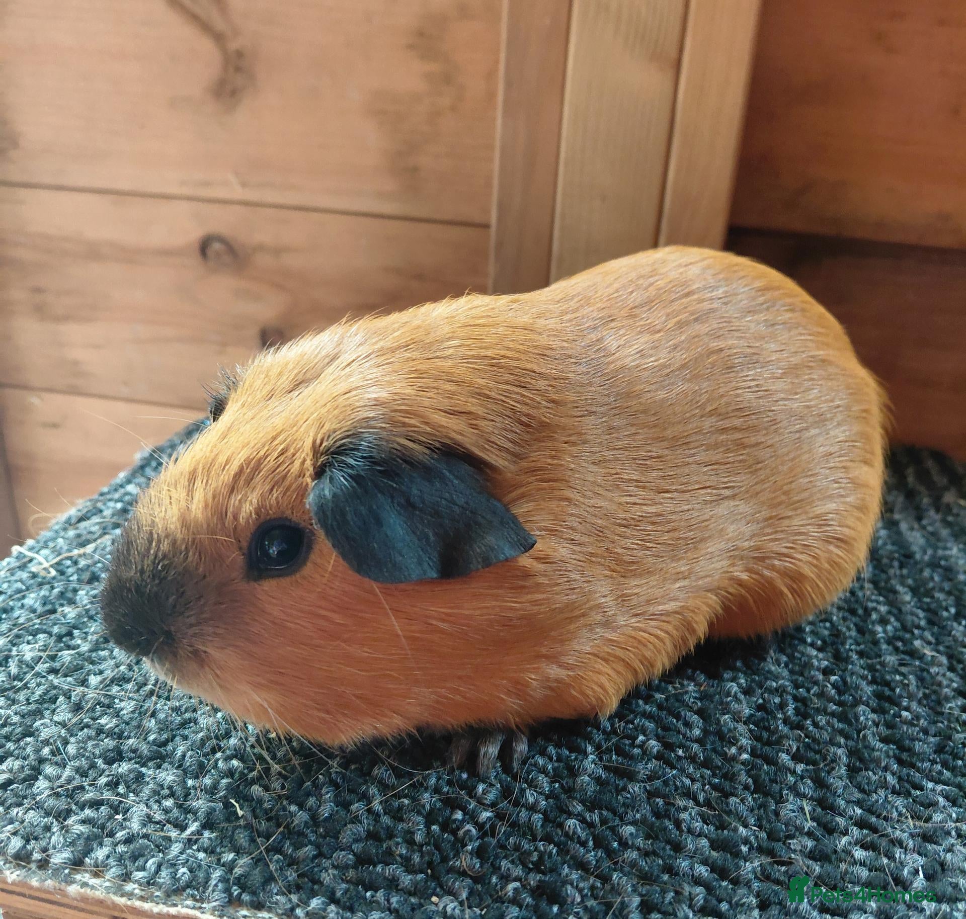 Guinea Pig rodents Californian guinea pigs - Advert 2
