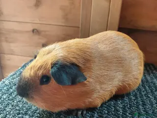 Guinea Pig rodents Californian guinea pigs - Advert 2