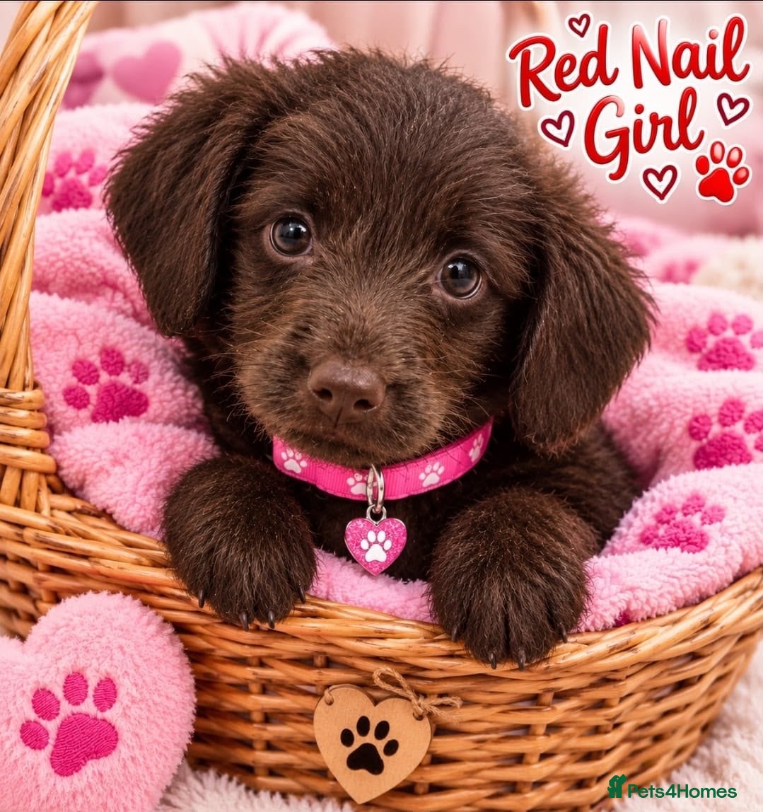 Labradoodle dogs for sale: Beautiful labradoodles  - Advert 2