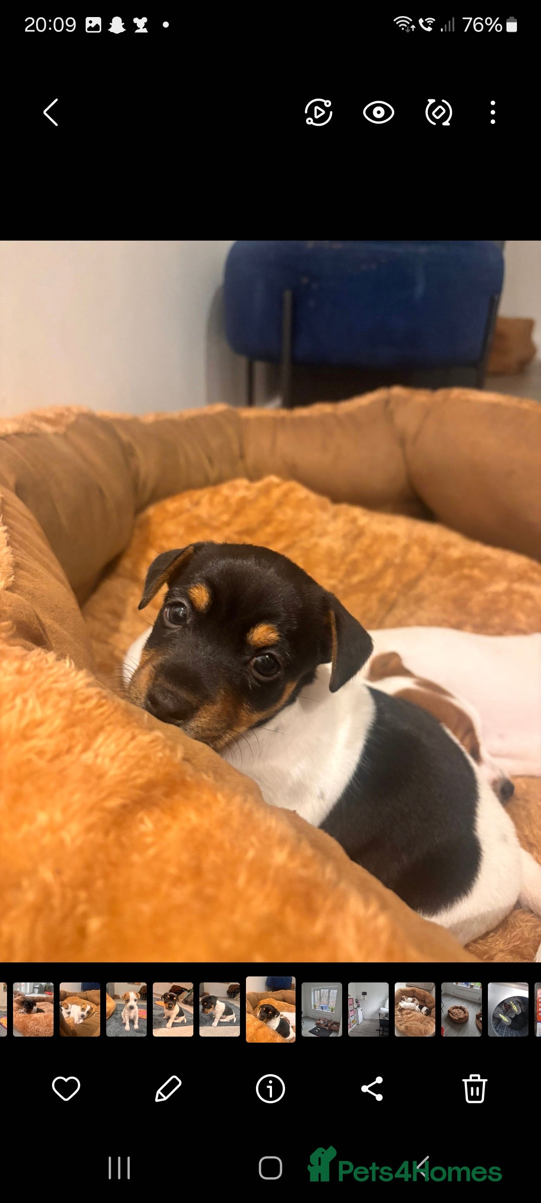 Jack Russell dogs for sale: 2 full jack russells boys - Image 1