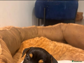 Jack Russell dogs - Advert 20