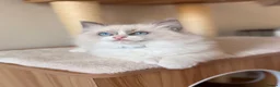 Ragdoll cats for sale: Fluffy Ragdoll Kittens🐾 in Peterborough - Advert 4
