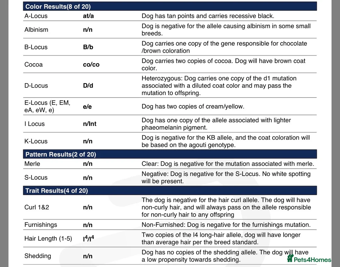 French Bulldog dogs for stud: Visual fluffy for stud  - Advert 2