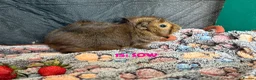 Guinea Pig rodents for sale: Various Guinea Pigs - Ready Now - Advert 29