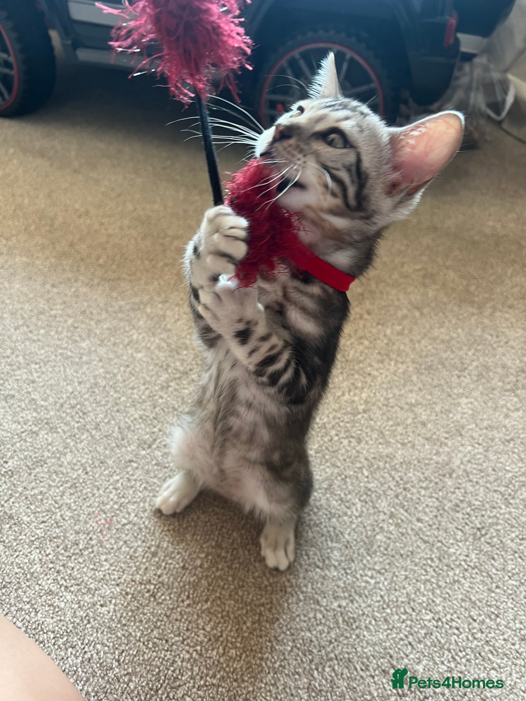 Bengal cats for sale: 🐾 TICA REGISTERED, READY TO LEAVE  😍😍 - Image 11