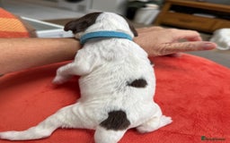 English Springer Spaniel dogs for sale: KC Quality English Springer Spaniels - Image 39
