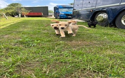 Labrador Retriever dogs for sale: Labrador Puppies  - Image 1