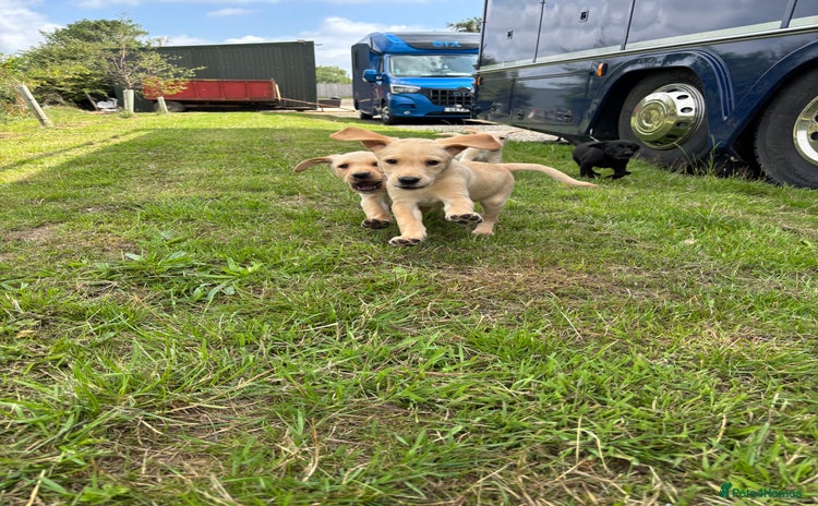 Labrador Retriever dogs - Advert 9