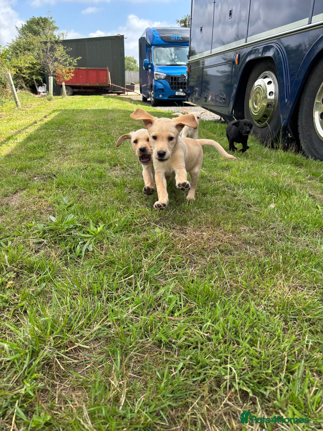 Labrador Retriever dogs for sale: Labrador Puppies  - Image 1