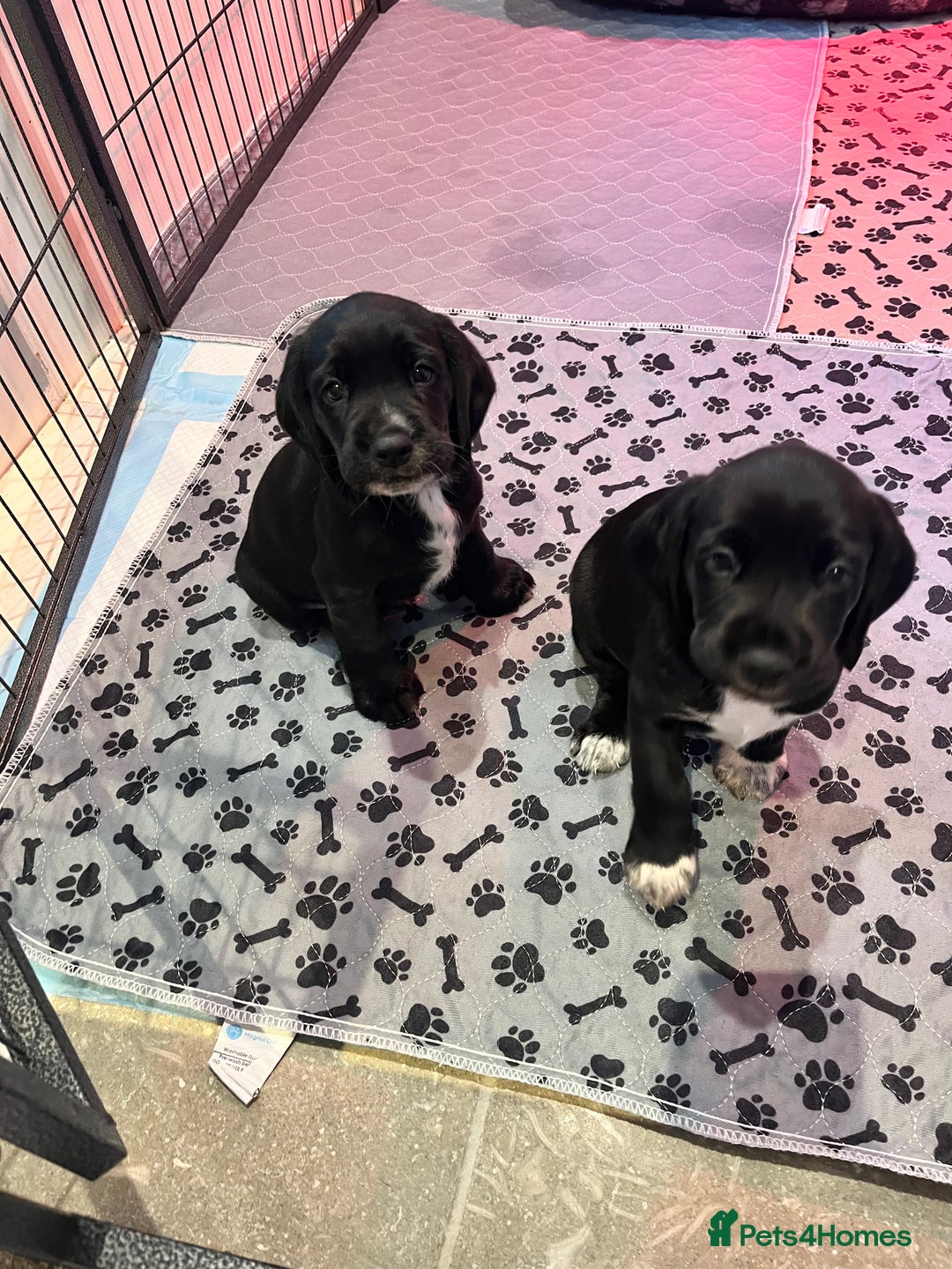 Bocker dogs for sale: Bocker Puppies for Sale - Image 7