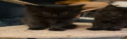 Maine Coon cats for sale: Adorable Fluffy Kittens Looking For Forever Homes in Porthcawl - Advert 8