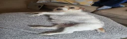 Jack Russell dogs for sale: Jack Russell lady needs new home in Blackpool - Advert 3