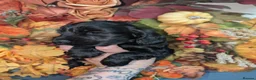 Cocker Spaniel dogs for sale: Show type cocker spaniels - Advert 4