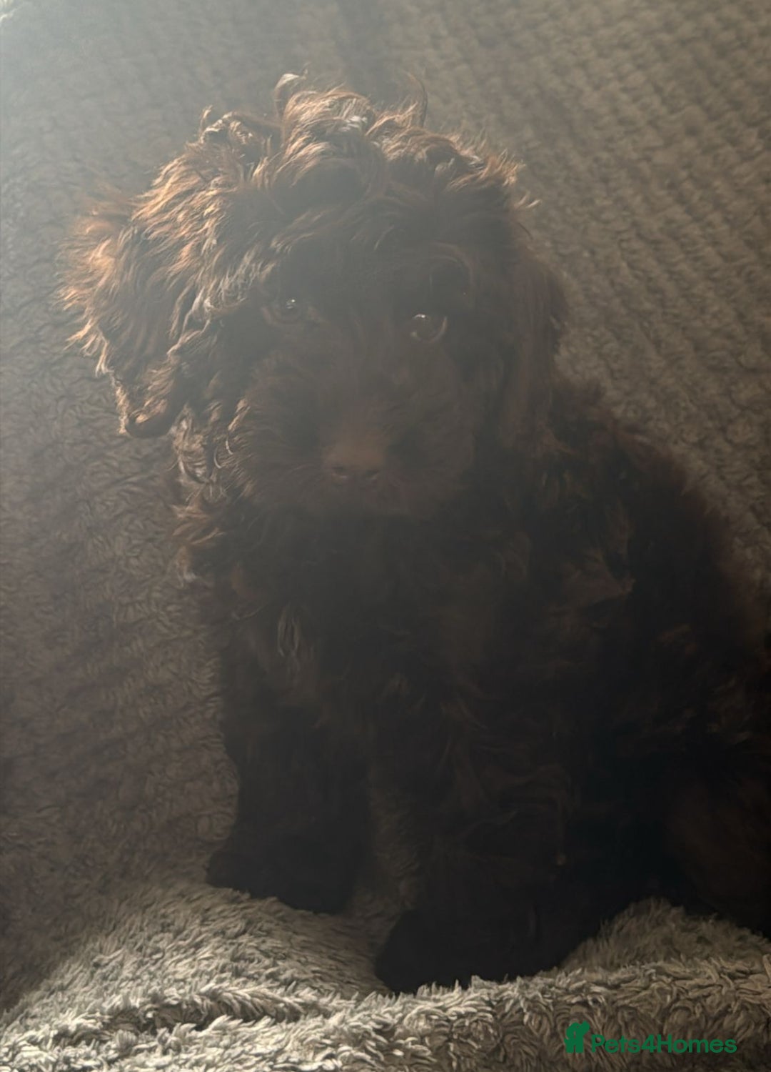 Cockapoo dogs for sale: F1 PRA Clear cockapoo puppys in Sandbach - Image 5