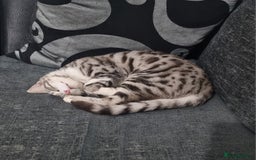 Bengal cats for sale: Stunning silver bengal x - Image 1