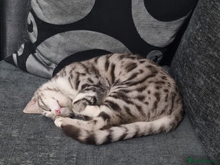 Bengal cats - Advert 1