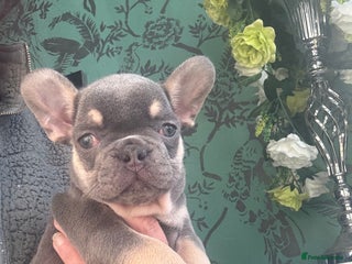 French Bulldog dogs - Advert 36