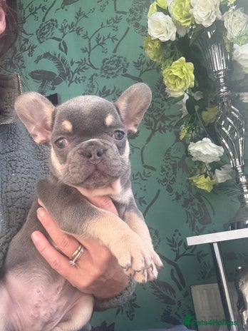 French Bulldog dogs - Advert 2