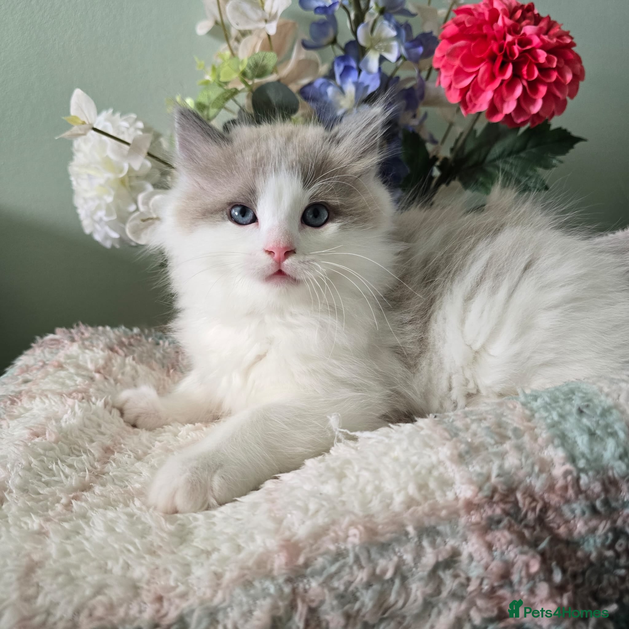 Ragdoll cats CollieKiss Ragdolls – Beautiful TICA Registered - Advert 1