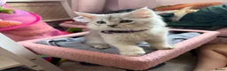 Maine Coon cats for sale: 1 British Longhair X Mainecoon 🩶 Male  - Advert 3