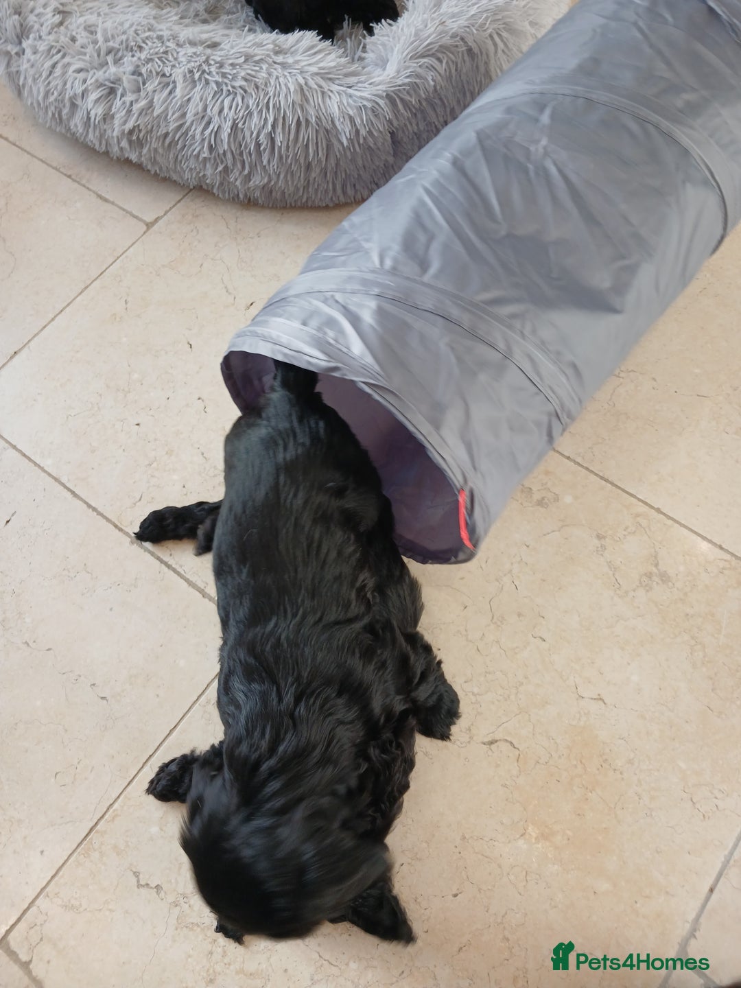 Cockapoo dogs for sale: Toy Cockapoo Puppies Looking for Loving Homes - Advert 14