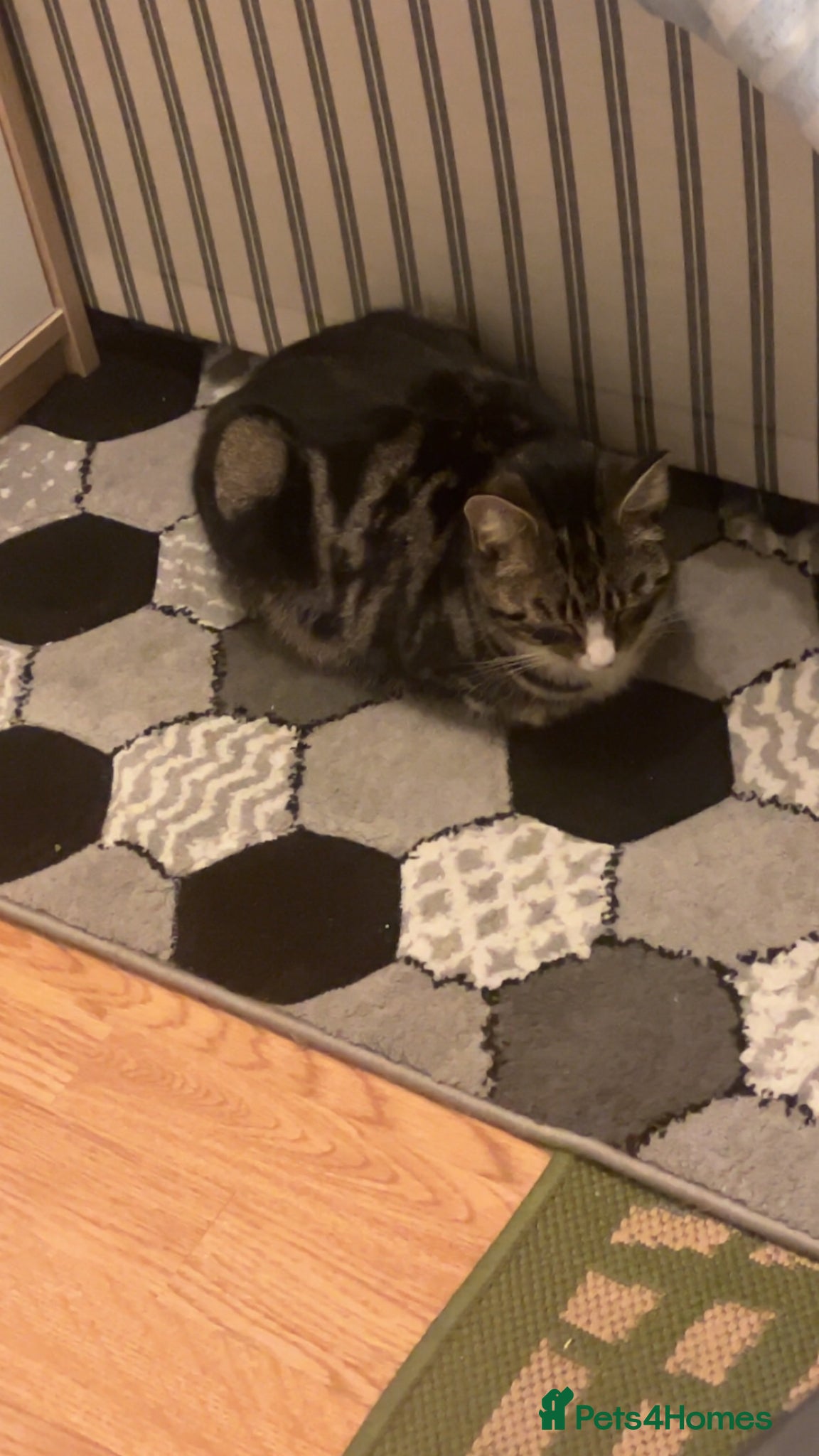 Domestic Shorthair cats Beautiful domestic shorthair for sale cheap!! - Advert 12