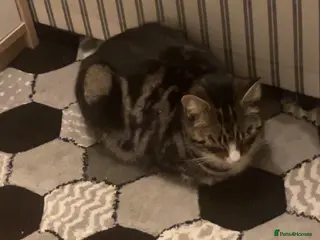 Domestic Shorthair cats Beautiful domestic shorthair for sale cheap!! - Advert 12