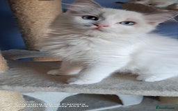 Ragdoll cats for sale: GCCF reg Ragdoll kittens  - Image 18