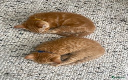 Domestic Shorthair cats for sale: Only one left - all ginger girl female kitten  - Image 3