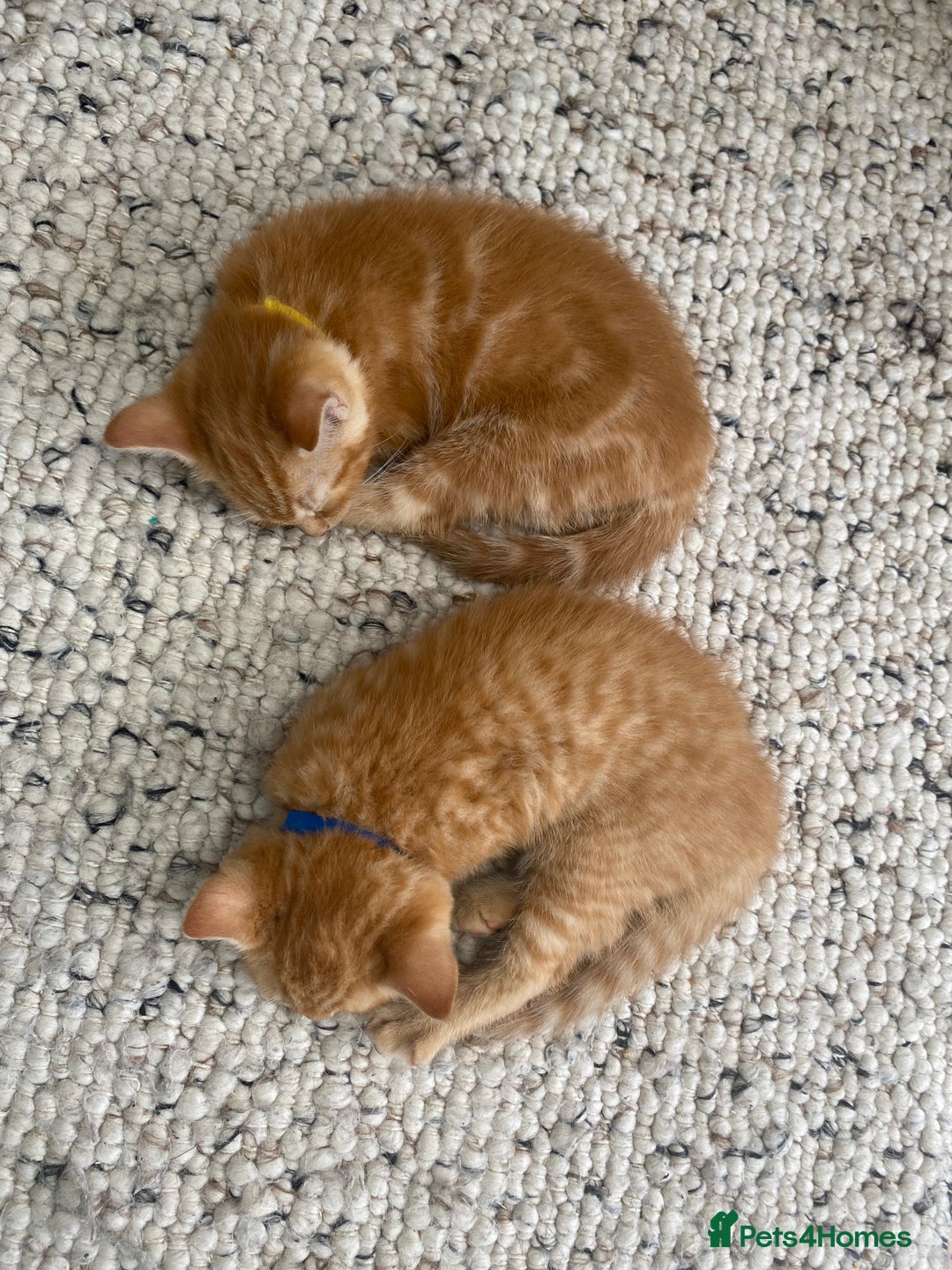 Domestic Shorthair cats for sale: Only one left - all ginger girl female kitten  - Image 3