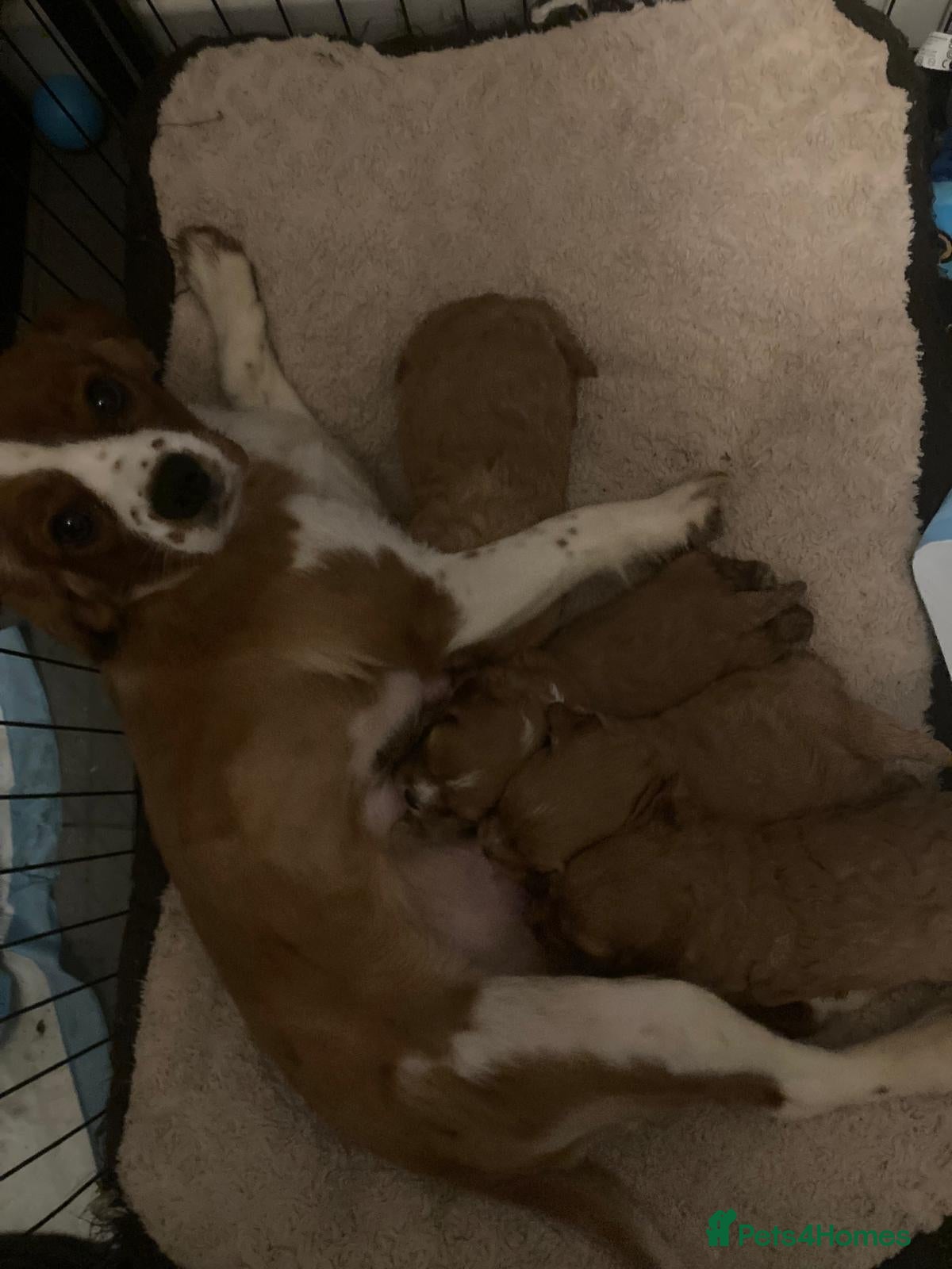 Cavapoo dogs Gorgeous Cavapoo Puppies - Advert 6