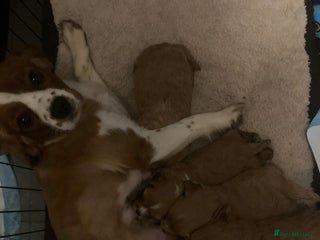 Cavapoo dogs Gorgeous Cavapoo Puppies - Advert 6