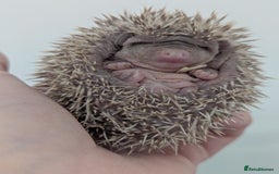Pygmy Hedgehog rodents for sale: Gorgeous Hoglets Ready to Reserve Now - Image 4