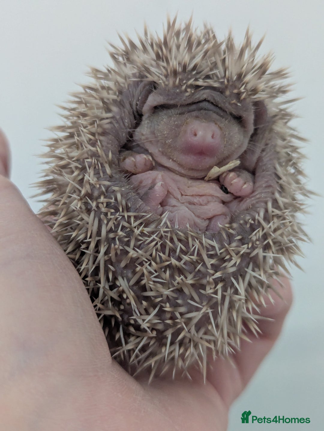 Pygmy Hedgehog rodents for sale: Gorgeous Hoglets Ready to Reserve Now - Image 4