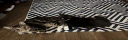 Mixed Breed cats for sale: Beautiful male kittens available 9 months old - Advert 6